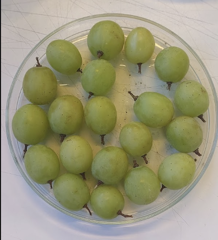 Botrytis en uva de mesa