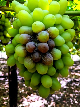Diagnóstico rápido de mutaciones de Botrytis spp.