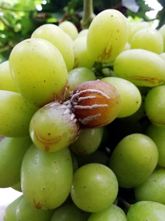 Checkfast Botrytis