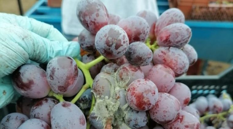 Advierten aumento de presencia del inóculo de botrytis en uva de mesa en Chile
